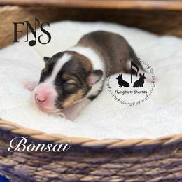 Bonsai Full Fluffy With A Tail - Sable male Pembroke Welsh Corgi puppy in Casper, Wyoming from Flying Note Shorties