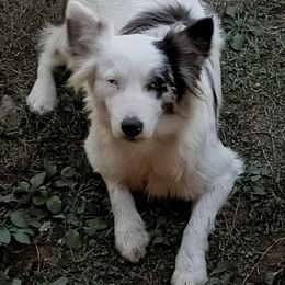 Miniature Australian Shepherds from Jerald's Mini Aussies
