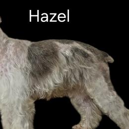 Dachshunds, Giant Schnauzers, and Miniature Schnauzers from Finke Freedom Farm