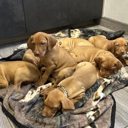 Vizslas from Shepherd Family Vizslas