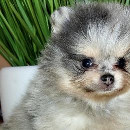Boy 4 - Blue merle Pomeranian puppy in Fort Lauderdale, Florida from El'Cienna Poms