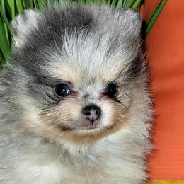Boy 4 - Blue merle Pomeranian puppy in Fort Lauderdale, Florida from El'Cienna Poms
