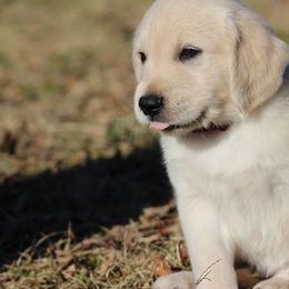 Golden Retriever Puppies from Golden Barnes Kennel