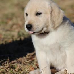 Golden Retriever Puppies from Golden Barnes Kennel