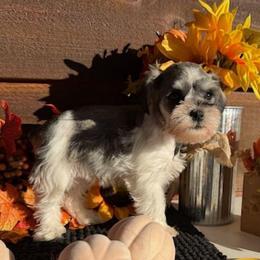 Bella - Parti female Miniature Schnauzer puppy in Ferndale, Washington from Blackhorse Schnauzers Washington state