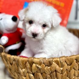 Sally - White Maltipoo puppy in Mabelvale, Arkansas from Durham's Designer Poos