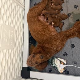 Mojito - Red  male Poodle puppy in Mount Vernon, Illinois from AMC Poodles