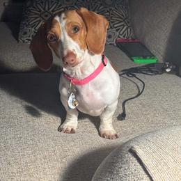 Dachshund All Grown Up from Holiday’s Darling Miniature Dachshunds