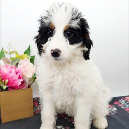 Arwen - Black and white female Bernedoodle puppy in Granton, Wisconsin from Rose River Farms