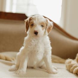Walnut - Parti male Goldendoodle puppy in Hiddenite, North Carolina from Rose and Reid Doodles