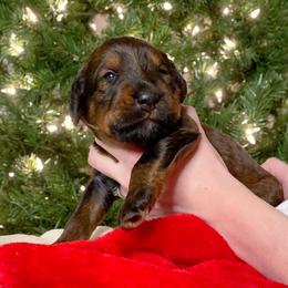 Schnoodle Puppies from Bentley's Beloved Paws