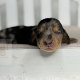 Dahlia - Dapple female Dachshund puppy in Goodyear, Arizona from D&C Royal Dachshunds LLC