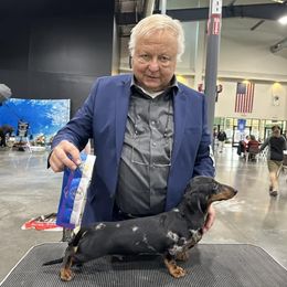 Dachshund All Grown Up from Randall Salkowski