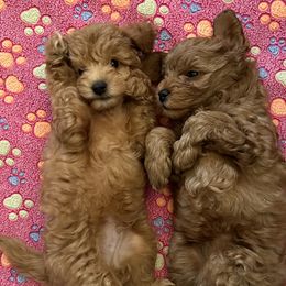 Goldendoodle Puppies from Miss Cindy’s Doodles