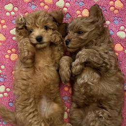 Goldendoodle Puppies from Miss Cindy’s Doodles
