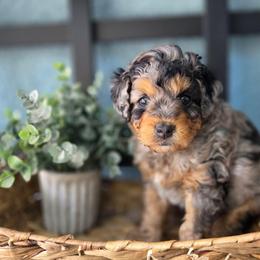 Glut - Blue merle male Aussiedoodle puppy in Saint Cloud, Florida from Jagged Oaks Farm