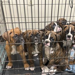 Boxer Puppies from Twinbrook Boxers