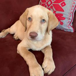 Cocker Spaniels and Labrador Retrievers from Berry Creek Labs & Cockers