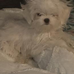 Korean Peanut - White male Maltese puppy in Mooresville, North Carolina from Clearview Canines