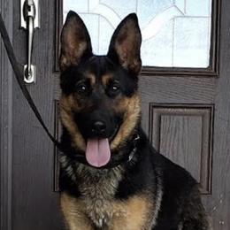 German Shepherd puppies from Providence Landhaus
