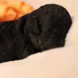 Havana - Phantom female Goldendoodle puppy in Forney, Texas from Diamond Doodle Pups and Poodles