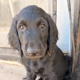 Green collar (Leo) - Black male Goldendoodle puppy in Las Vegas, Nevada from Doodles by Design