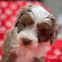 Jasper - Red merle male Assorted Doodle Crosses puppy in Stuart, Virginia from Lil Aussie Posse