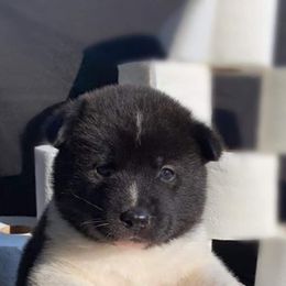 Akita Puppies from Ishikawa Akita's