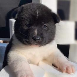 Akita Puppies from Ishikawa Akita's