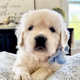 Blue boy - Light golden male Golden Retriever puppy in Deer Lodge, Tennessee from SelahGold