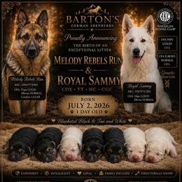Chevy - Black and red male German Shepherd puppy in Yuba City, California from Barton’s German Shepherds