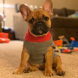 French Bulldog Puppies from Legend French Bulldogs