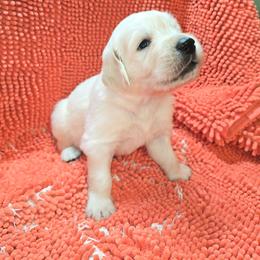Boy 1 - Light golden male Golden Retriever puppy in Savannah, Georgia from Golden Point Retrievers