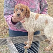 Boy 3 - Orange and white French Brittany puppy in Port Byron, Illinois from Bent River Bretons