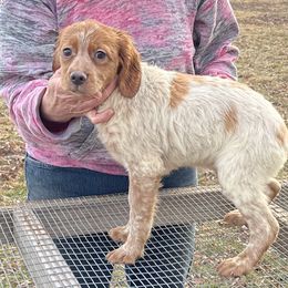 Boy 3 - Orange and white French Brittany puppy in Port Byron, Illinois from Bent River Bretons