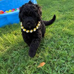 Sawyer - Black male Goldendoodle puppy in Portland, Tennessee from Happy_Tails_by_TJ