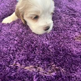 Teal - Red and white male Cocker Spaniel puppy in Philpot, Kentucky from Country Cockers