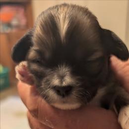 Isaac - Brown male Lhasa Apso puppy in Fort Worth, Texas from Cynthia's Lhasa Apsos