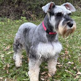 Juliette - Miniature Schnauzer