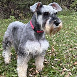 Juliette - Miniature Schnauzer