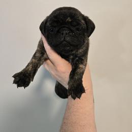 Presley - Brindle female Pug puppy in Auburn, Kentucky from Prentice Family Pugs