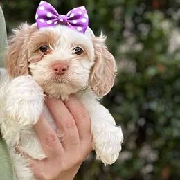 Pippa - Red female Cockapoo puppy in Mocksville, North Carolina from Little Bear Doodles