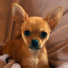 Chihuahuas from Lemon's Full of Flaws Chihuahuas