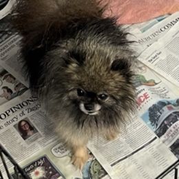 Smokey - Pomeranian