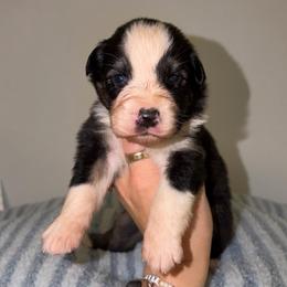 Baked Alaska - Black tri-color male Australian Shepherd puppy in Anniston, Alabama from All Hale Aussies