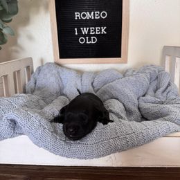 Romeo - Black male Maltipoo puppy in New Port Richey, Florida from Toy Poodles And Maltese Of Florida