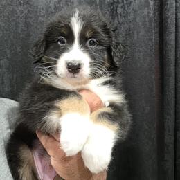 Black Tri boy - Black tri-color male Australian Shepherd puppy in Turlock, California from Cherangani Hills Australian Shepherds