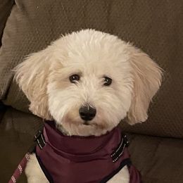 Riley - Bernedoodle