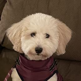 Riley - Bernedoodle