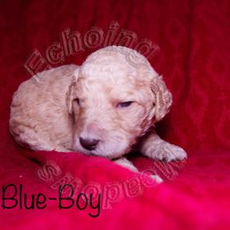 Labradoodle Puppies from Echoing Meadows